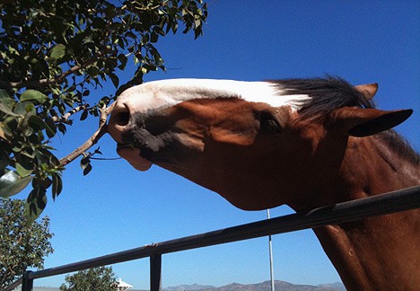 LA County Fair Foodie – Green Monday Report