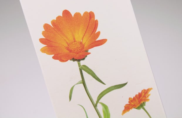 Jurlique-Calendula-Marigold-flower-4