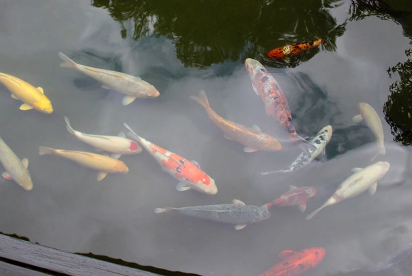 Multiple Koi fishes with a shadow of the tree in the water