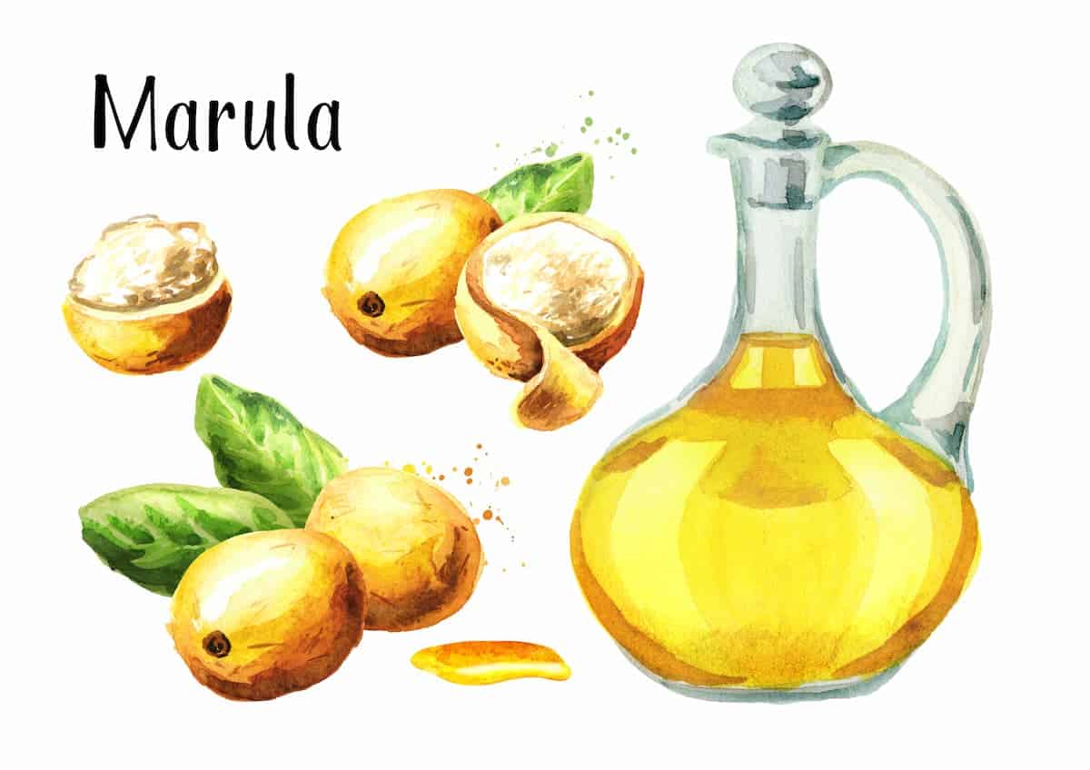 Marula Oil for Hair Everything You Need to Know