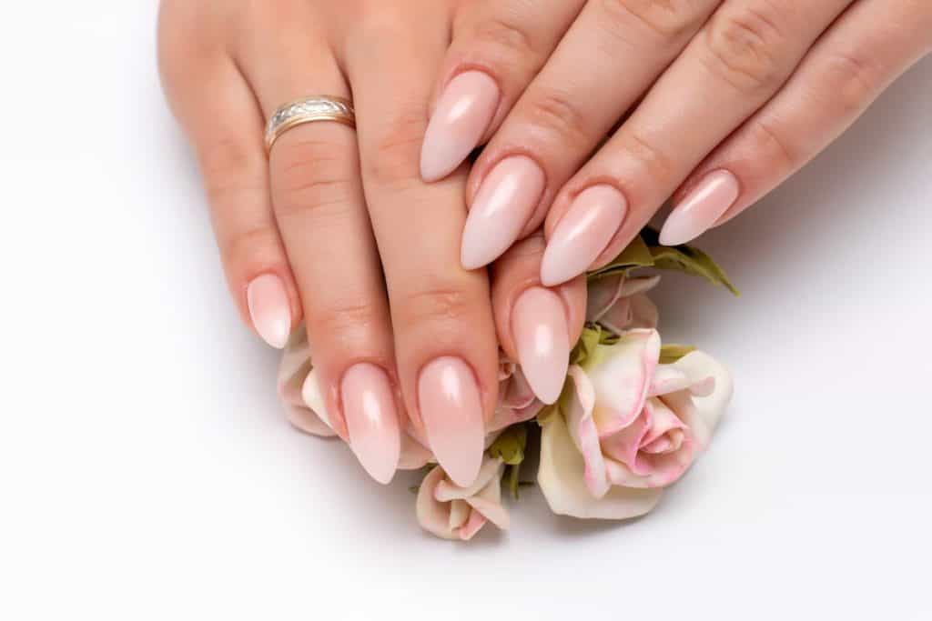 A woman's fingernails with a beige ombre nails while hands on top of a rose isolated on a white background